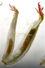  Conduplicate paleae and young disc florets